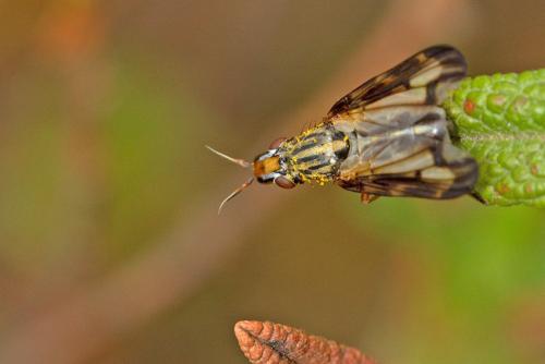 Dorycera grandis
